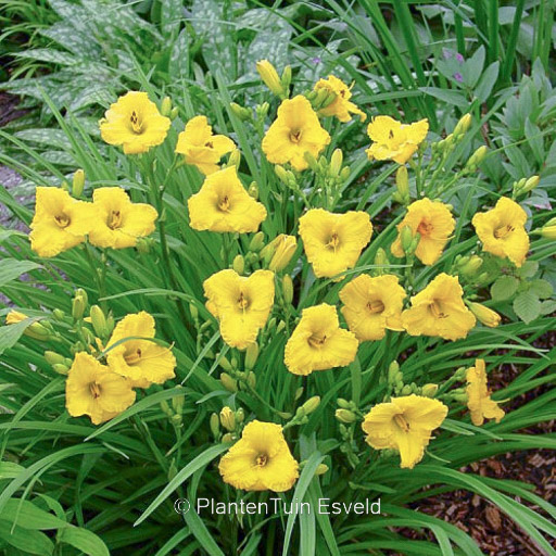 Hemerocallis ‘Bakabana’