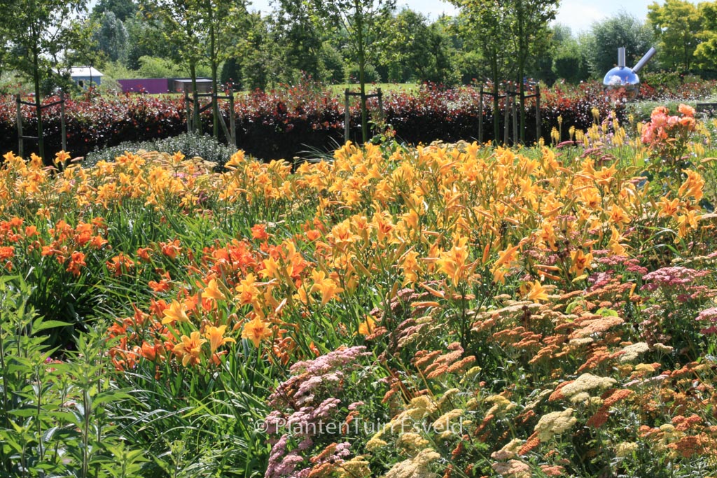Hemerocallis ‘Bonanza’
