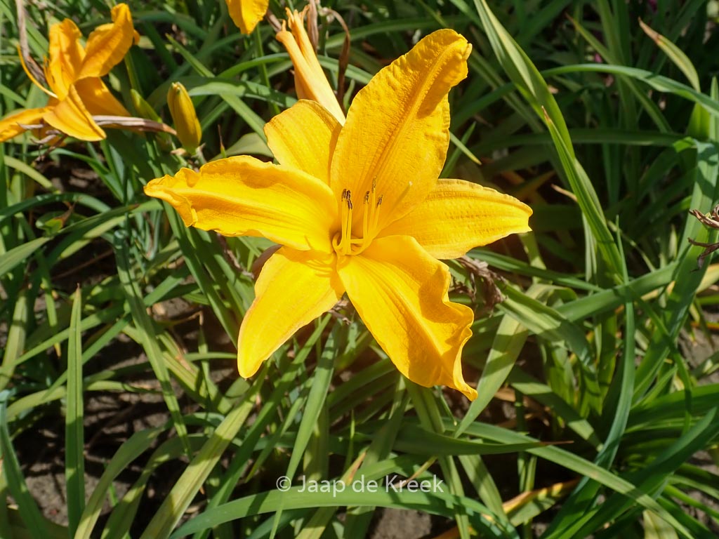 Hemerocallis ‘Burning Daylight’