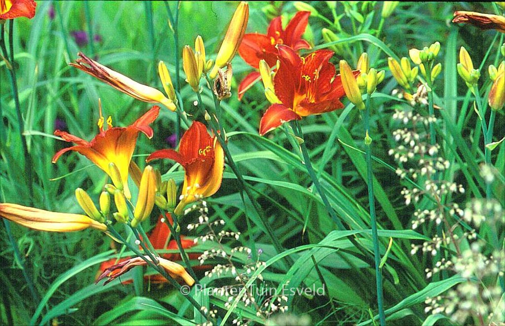 Hemerocallis ‘Campfire Embers’
