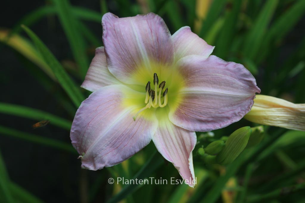 Hemerocallis ‘Catherine Woodbury’