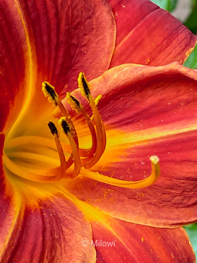 Hemerocallis ‘Chewonki’