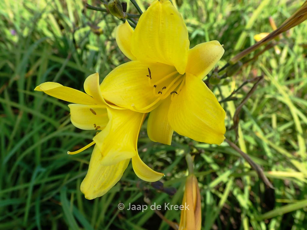 Hemerocallis ‘Corky’
