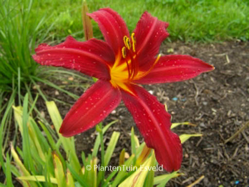 Hemerocallis ‘Crimson Pirate’