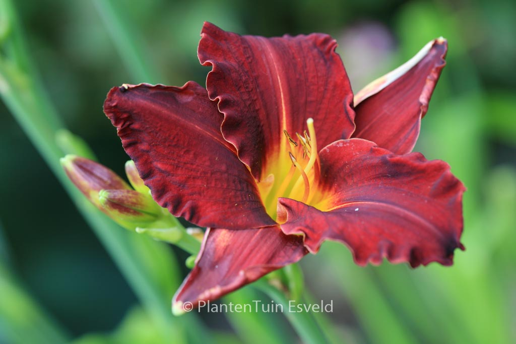 Hemerocallis ‘Ed Murray’