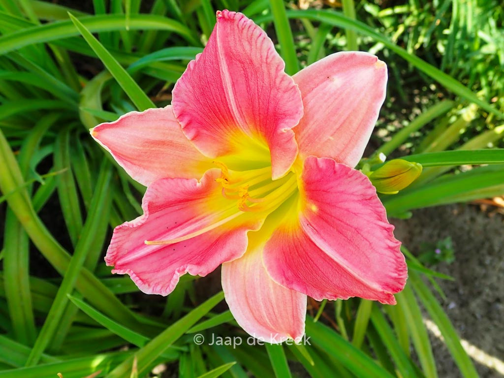 Hemerocallis ‘Final Touch’