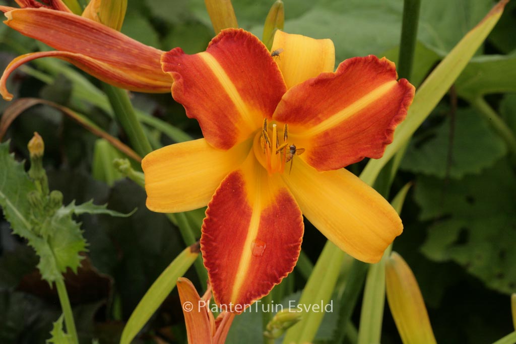 Hemerocallis ‘Frans Hals’