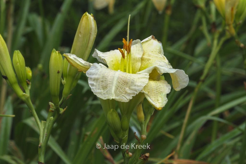 Hemerocallis ‘Gentle Shepherd’