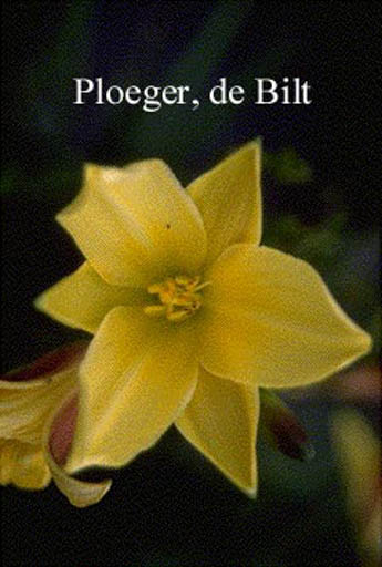 Hemerocallis ‘Lemon Bells’