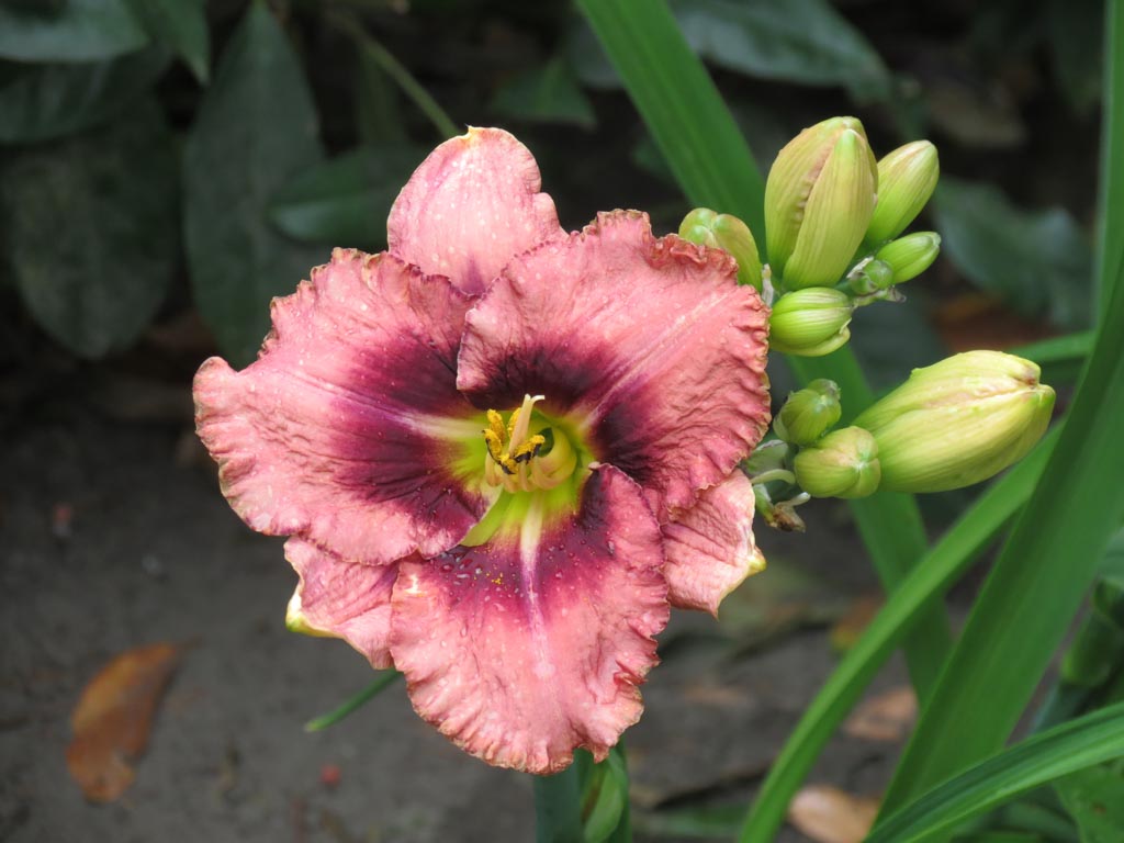 Hemerocallis ‘Mildred Mitchell’