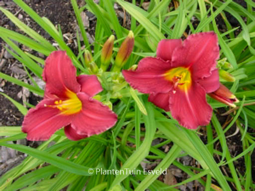 Hemerocallis ‘Pardon Me’