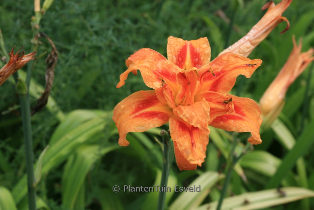Hemerocallis fulva ‘Kwanso’