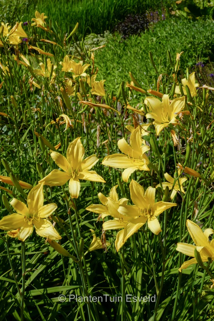 Hemerocallis thunbergii