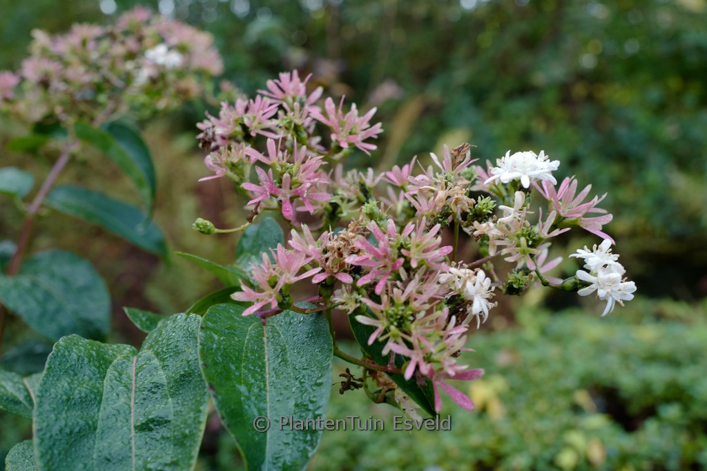 Heptacodium miconoides ‘Minhep’ (TIANSHAN)