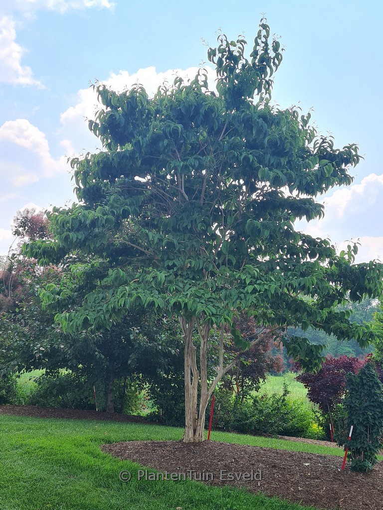 Heptacodium miconoides ‘SMNHMRF’ (Temple of Bloom)