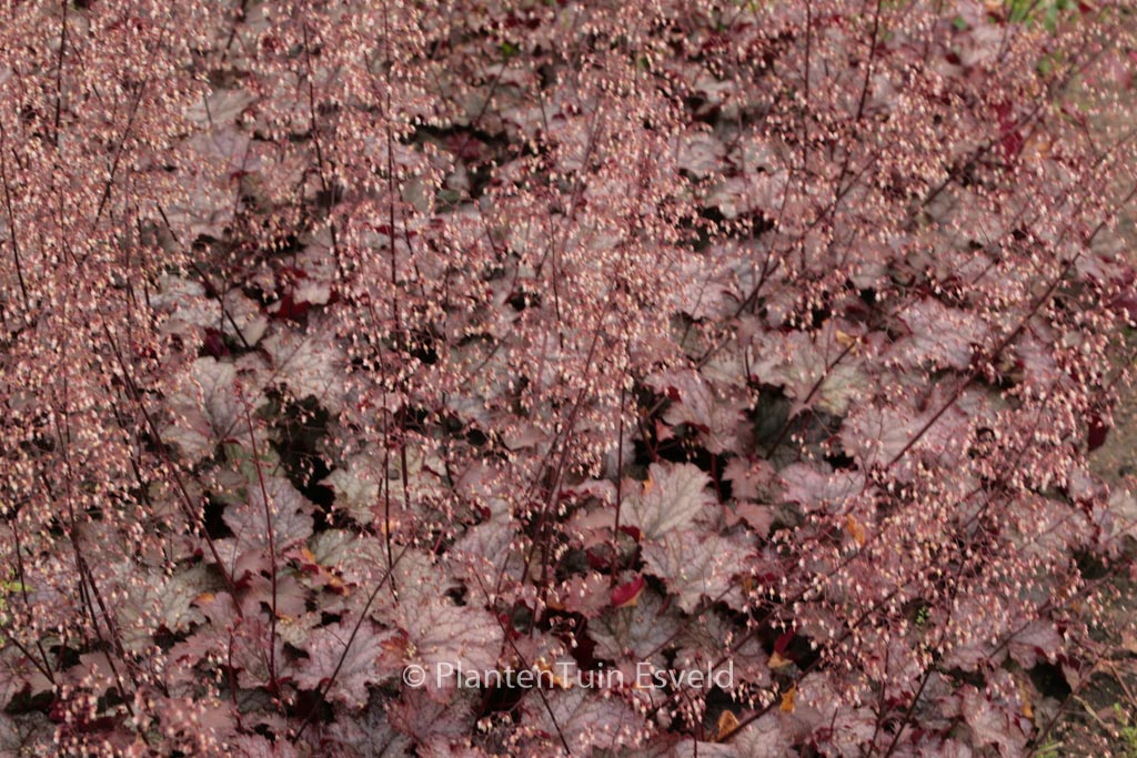 Heuchera ‘Amethyst Mist’