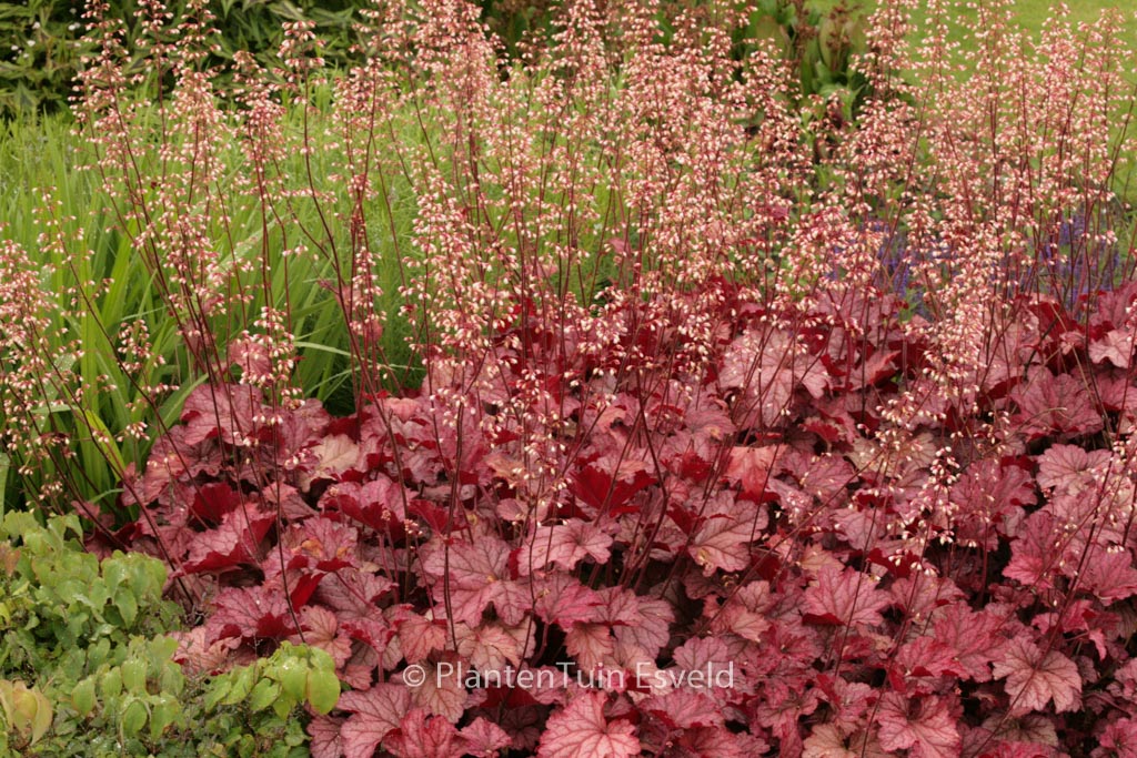 Heuchera ‘Berry Smoothie’