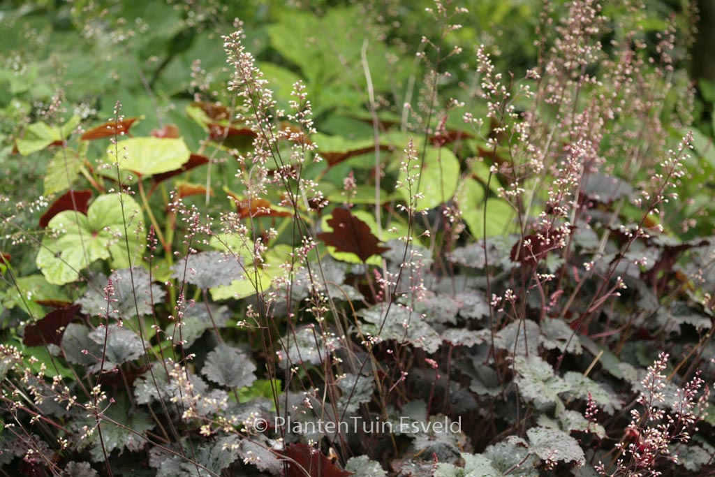 Heuchera ‘Binoche’