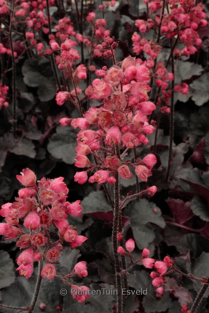 Heuchera ‘Black Forest Cake’