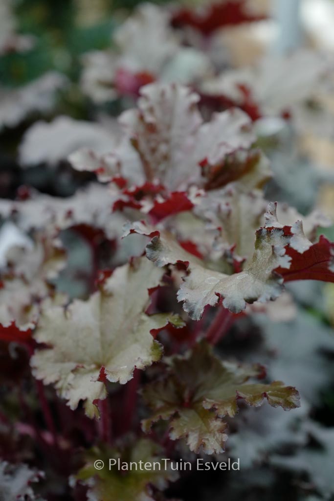 Heuchera ‘Black Taffeta’