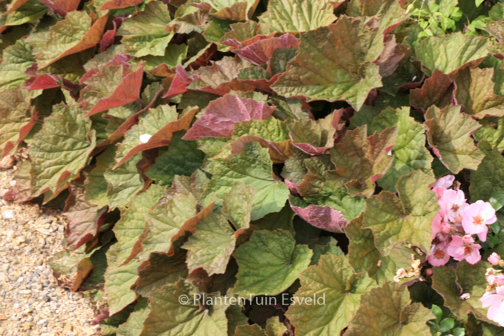 Heuchera ‘Brownies’