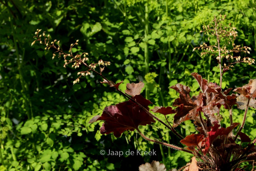 Heuchera ‘Cappuccino’