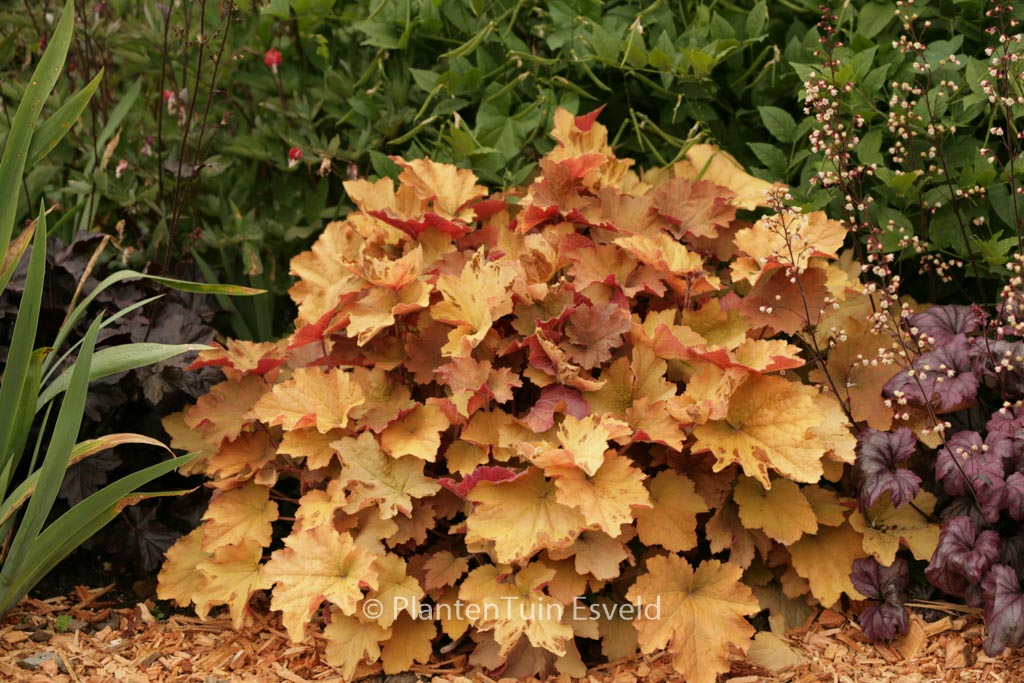 Heuchera ‘Caramel’