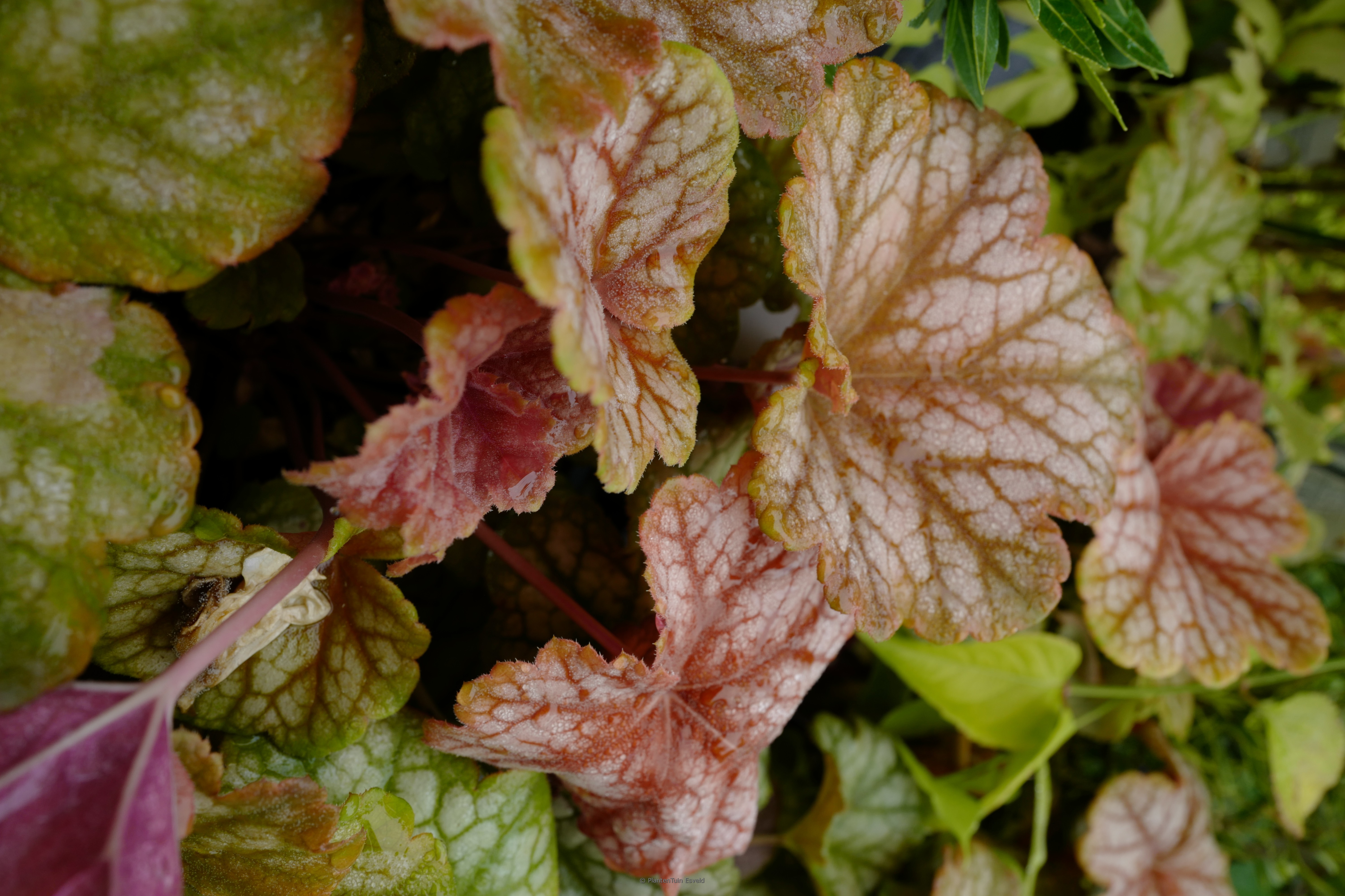 Heuchera ‘Changeling’