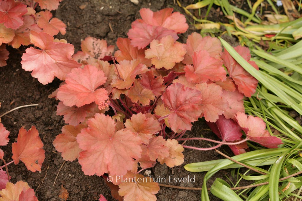 Heuchera ‘Cherry Cola’