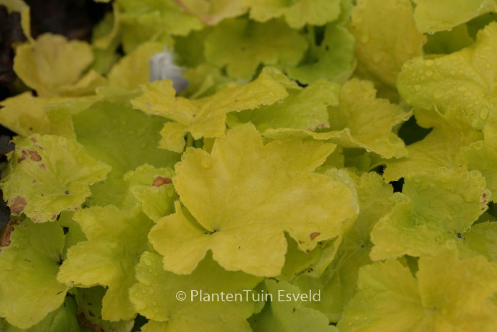 Heuchera ‘Citronelle’