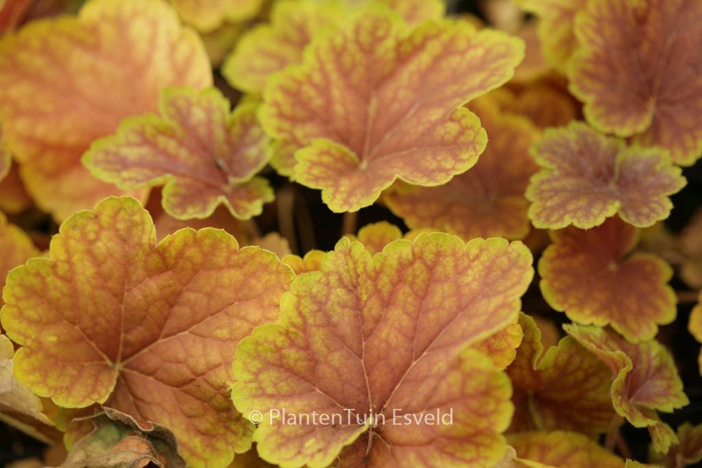 Heuchera ‘Delta Dawn’