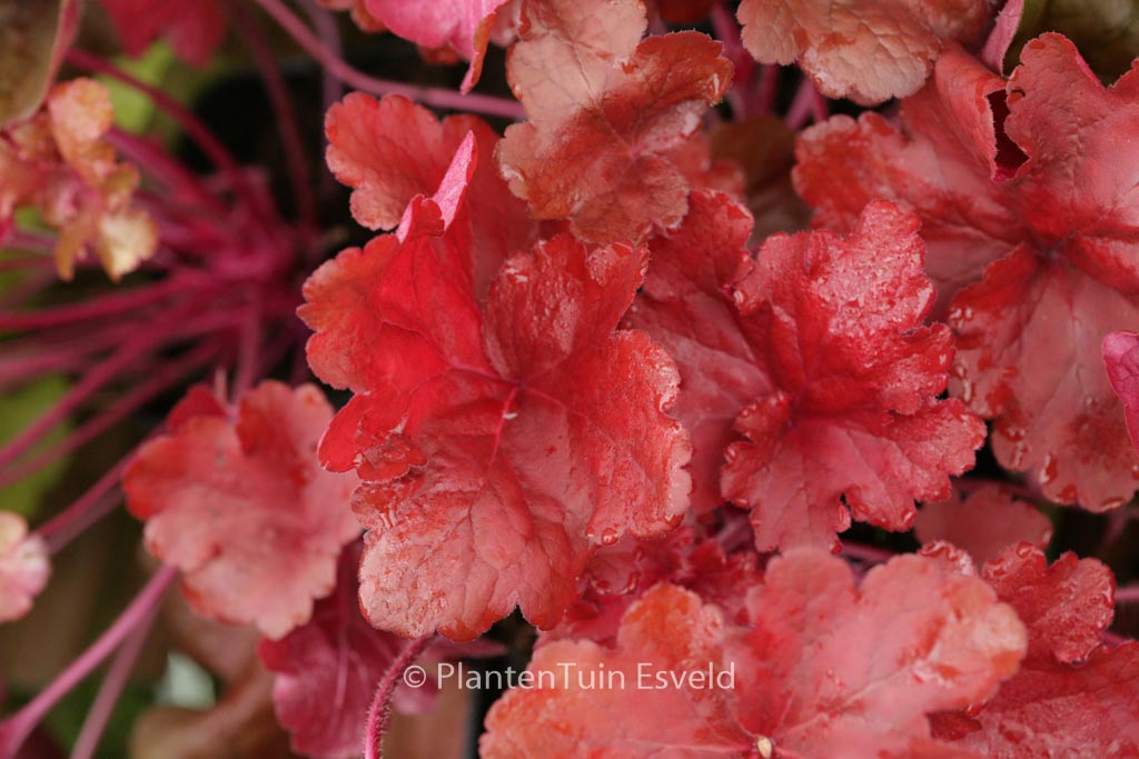 Heuchera ‘Fire Alarm’