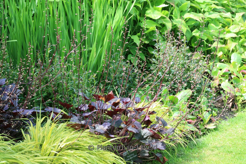 Heuchera ‘Frosted Violet Dream’