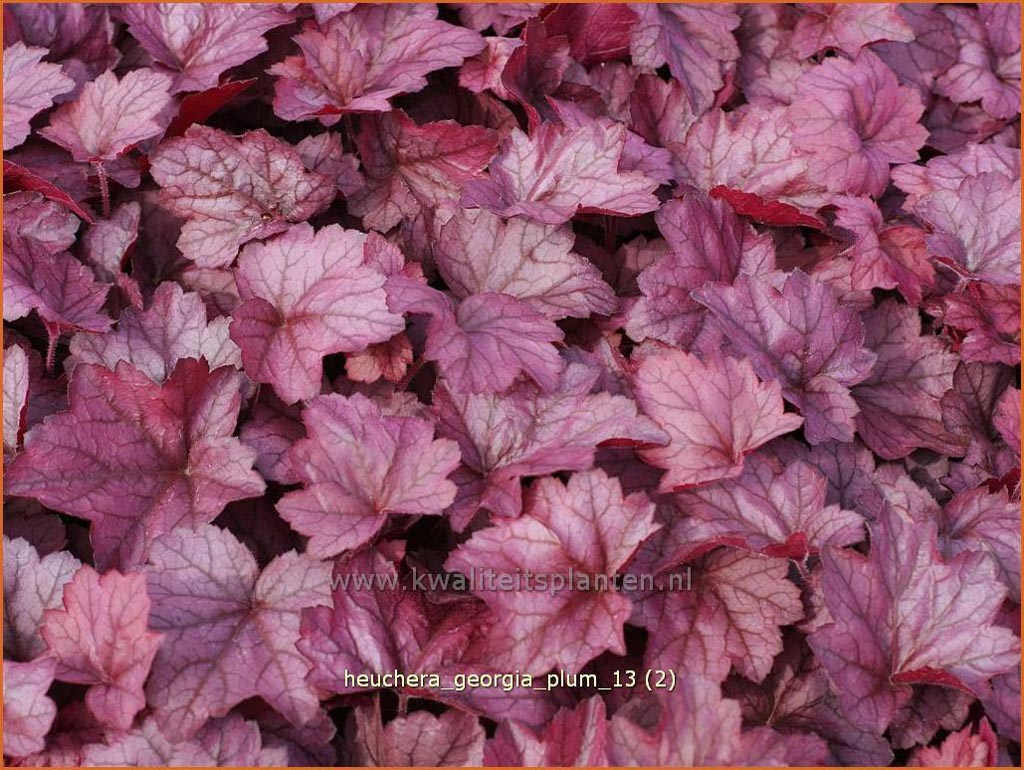 Heuchera ‘Georgia Plum’