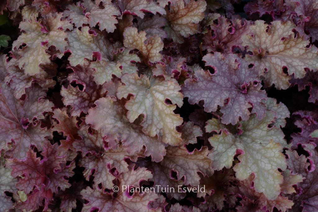 Heuchera ‘Ginger Peach’