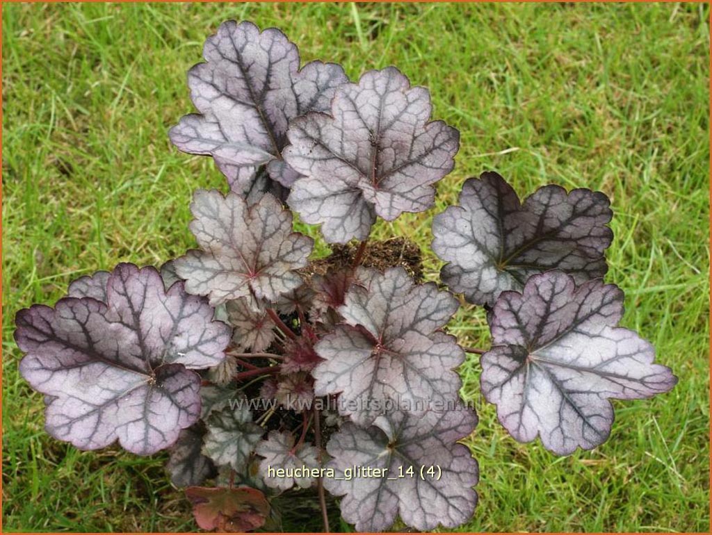 Heuchera ‘Glitter’