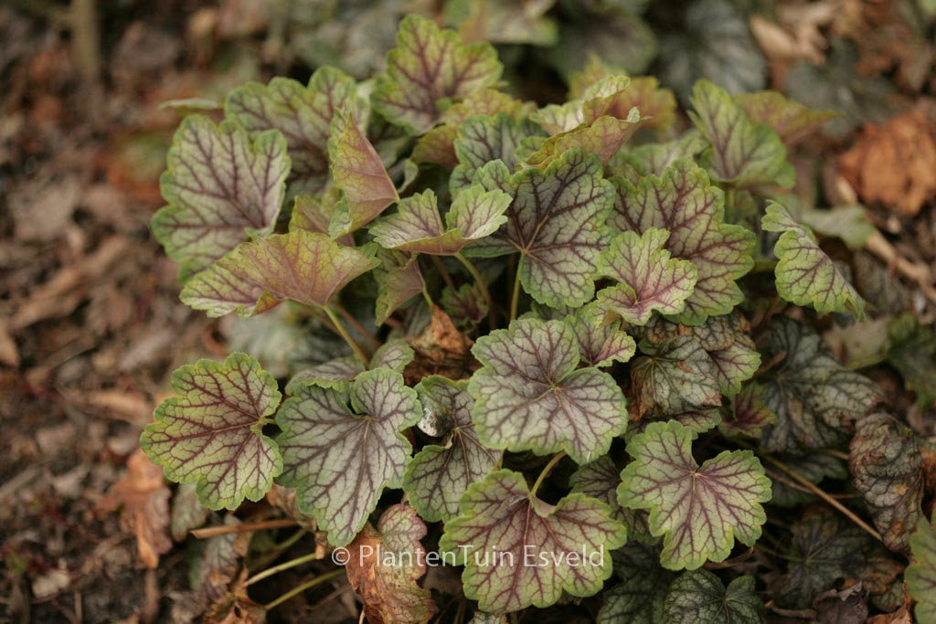 Heuchera ‘Green Spice’