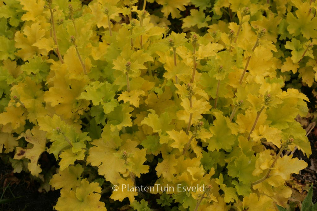 Heuchera ‘Lime Marmalade’