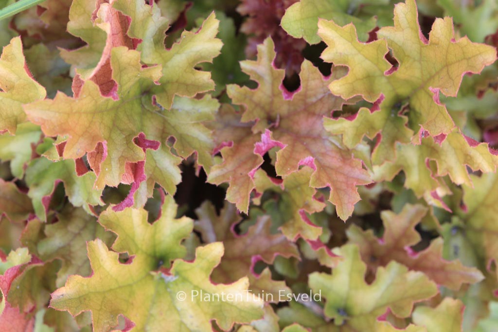 Heuchera ‘Marmalade’