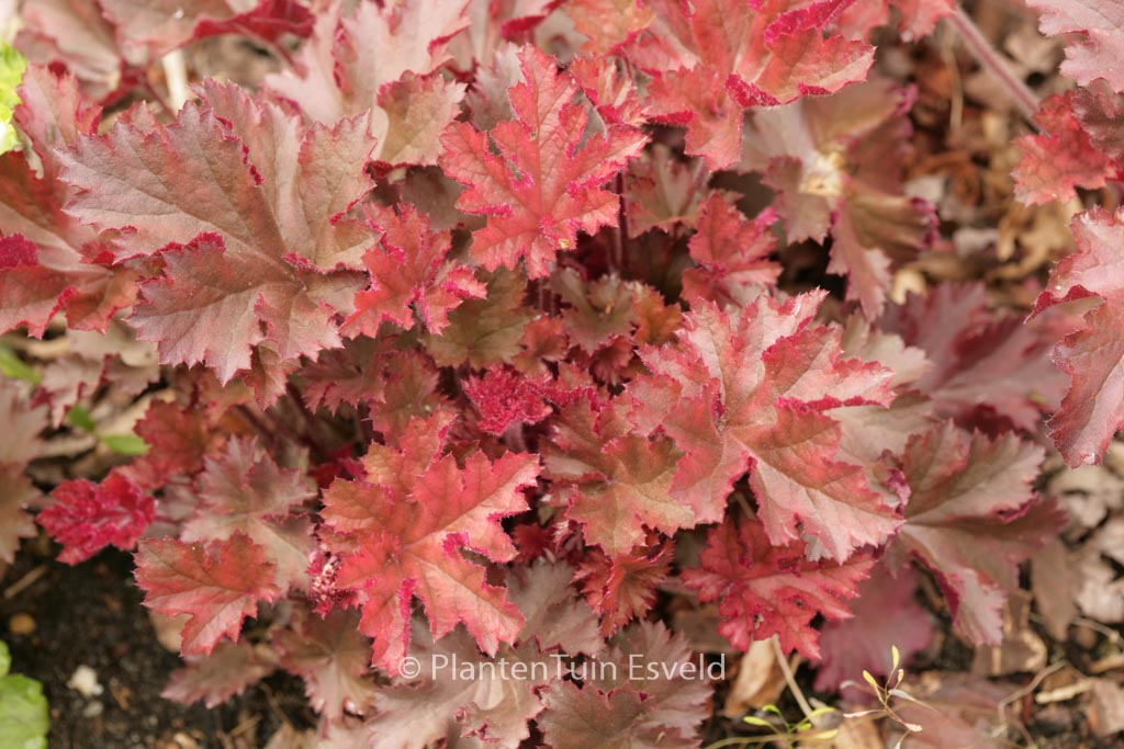 Heuchera ‘Melting Fire’