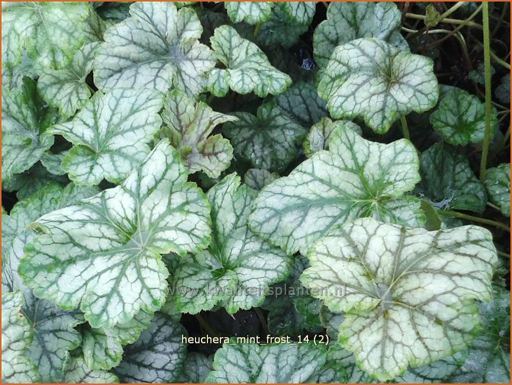 Heuchera ‘Mint Frost’