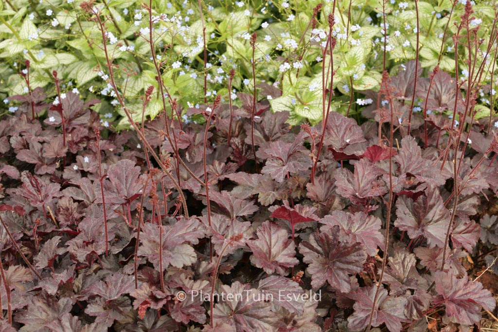Heuchera ‘Obsidian’