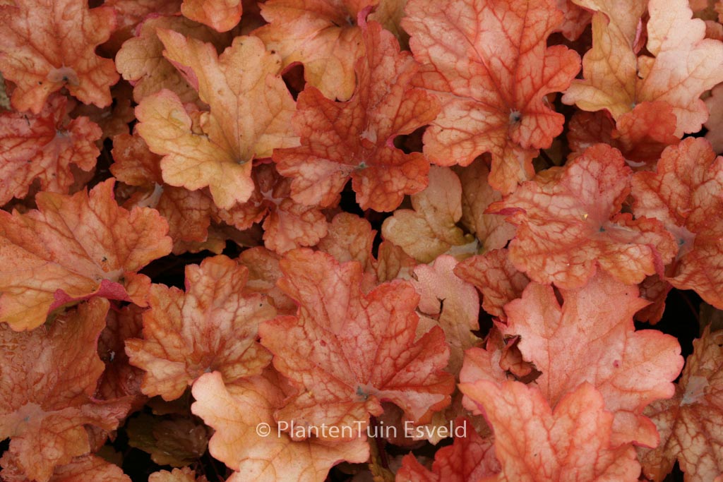 Heuchera ‘Paprika’