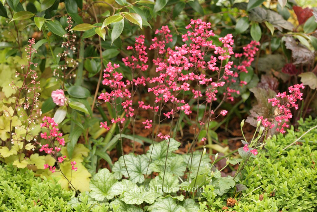 Heuchera ‘Paris’