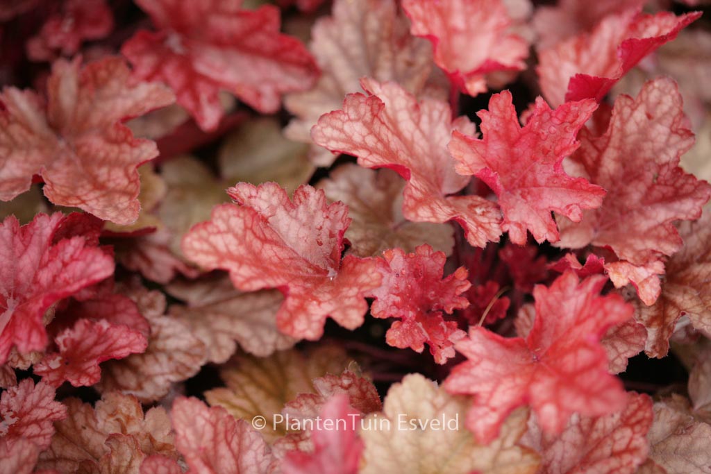 Heuchera ‘Peach Flambe’
