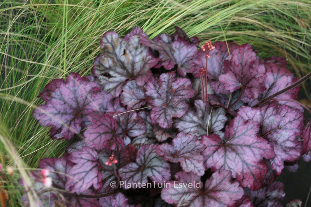 Heuchera ‘Plum Royale’