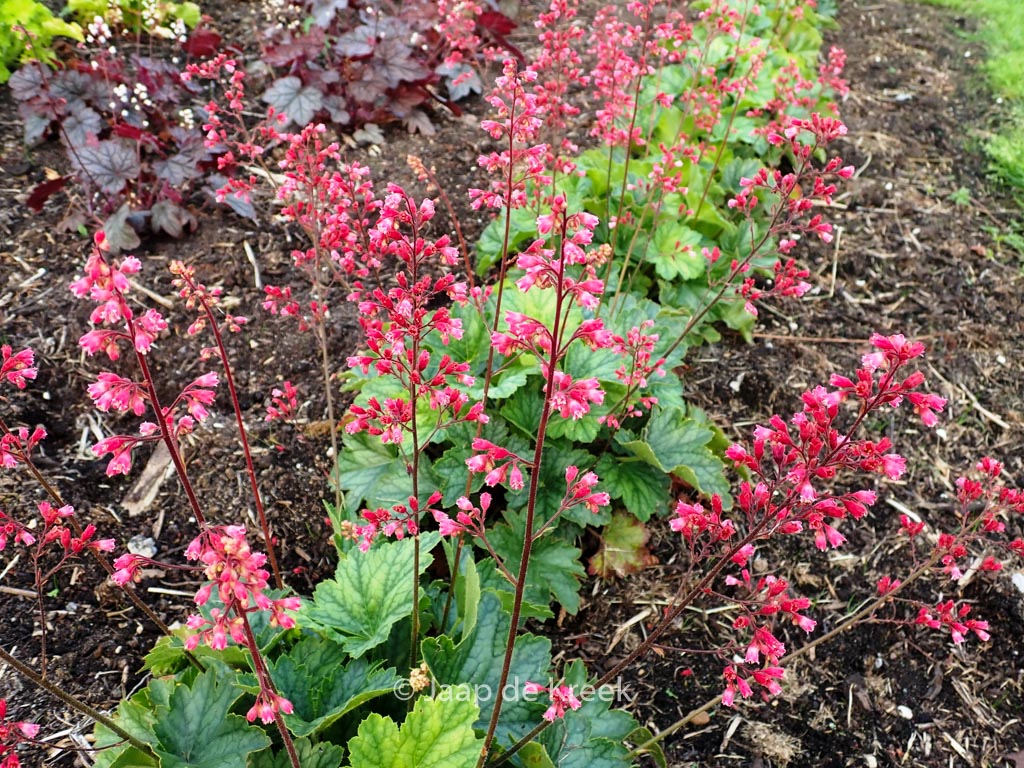 Heuchera ‘Red Peppermint’