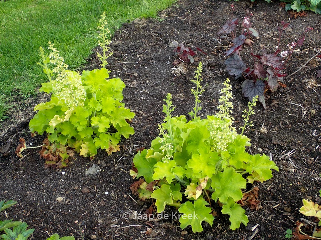 Heuchera ‘Rex Lime’