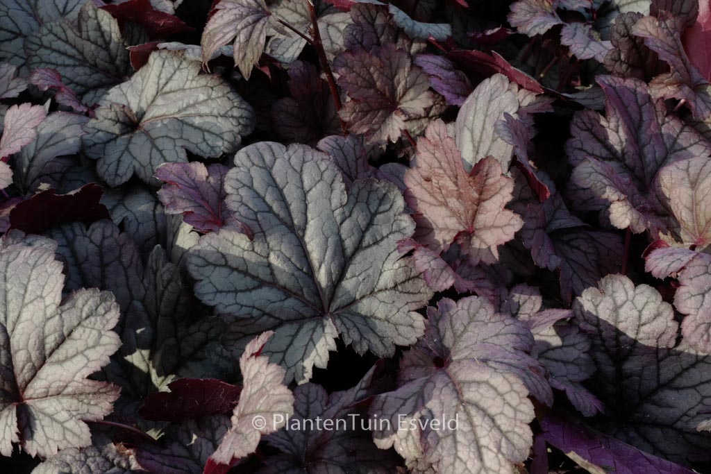 Heuchera ‘Shanghai’