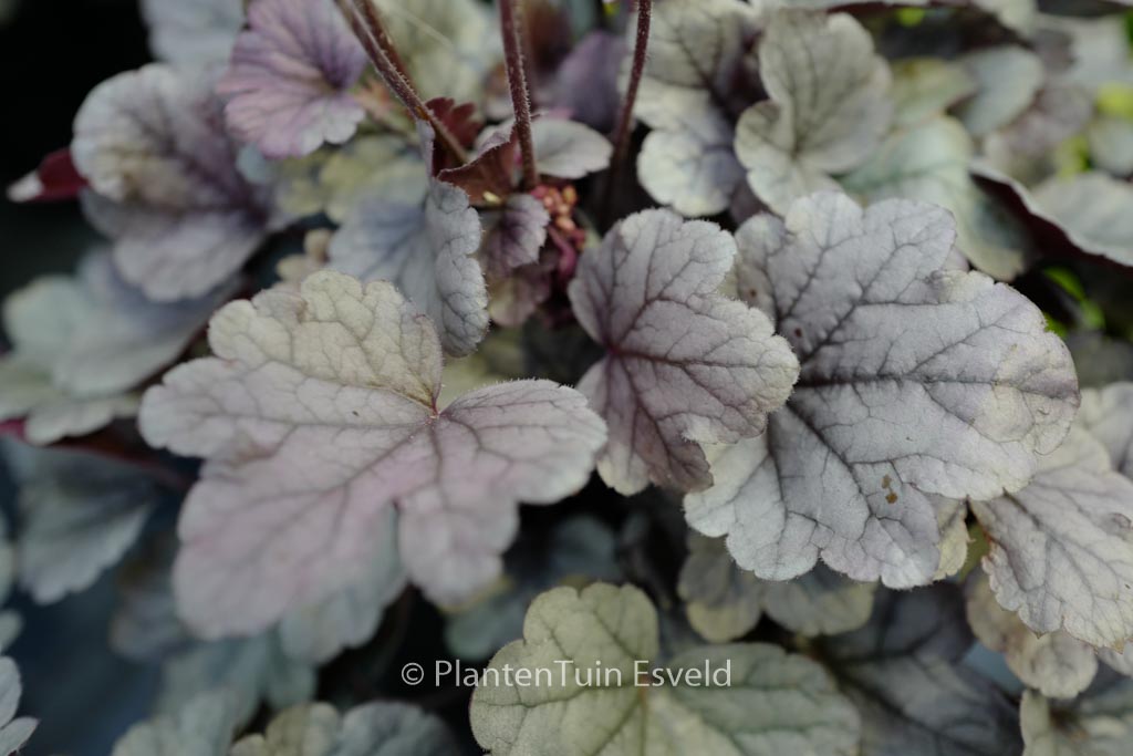 Heuchera ‘Silver Gumdrop’